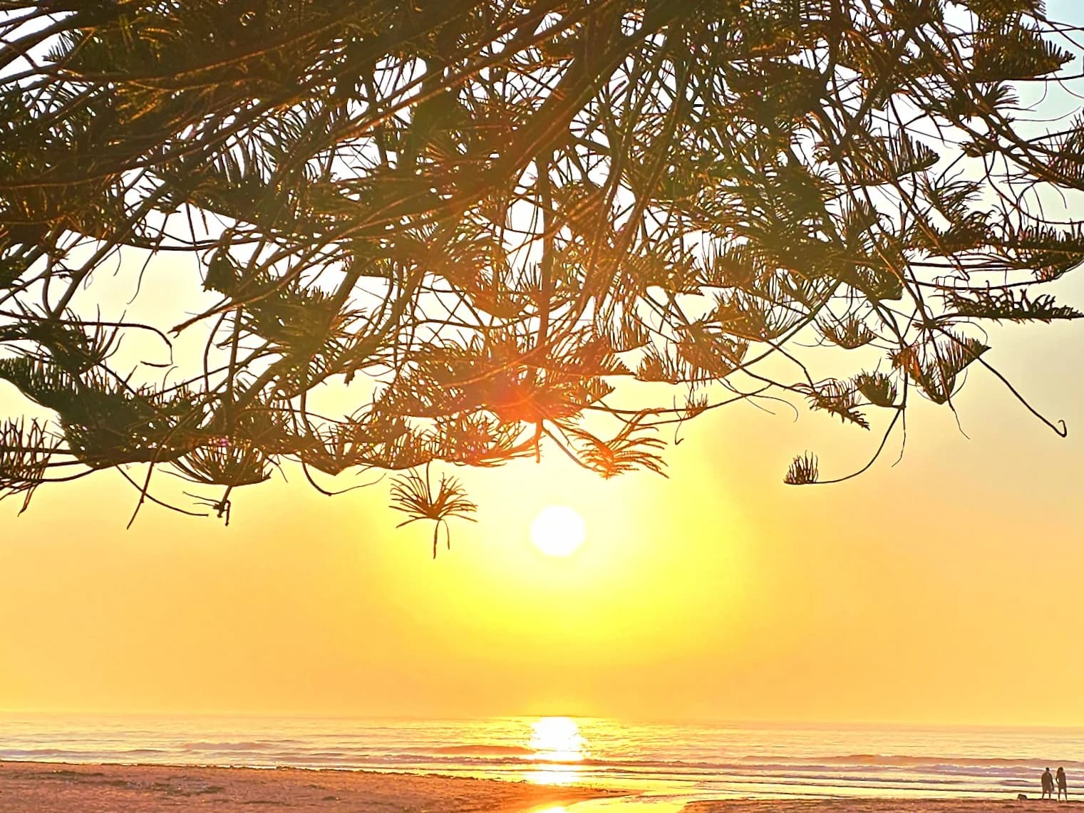 The sun rising beside a Norfolk pine at North Wollongong Beach