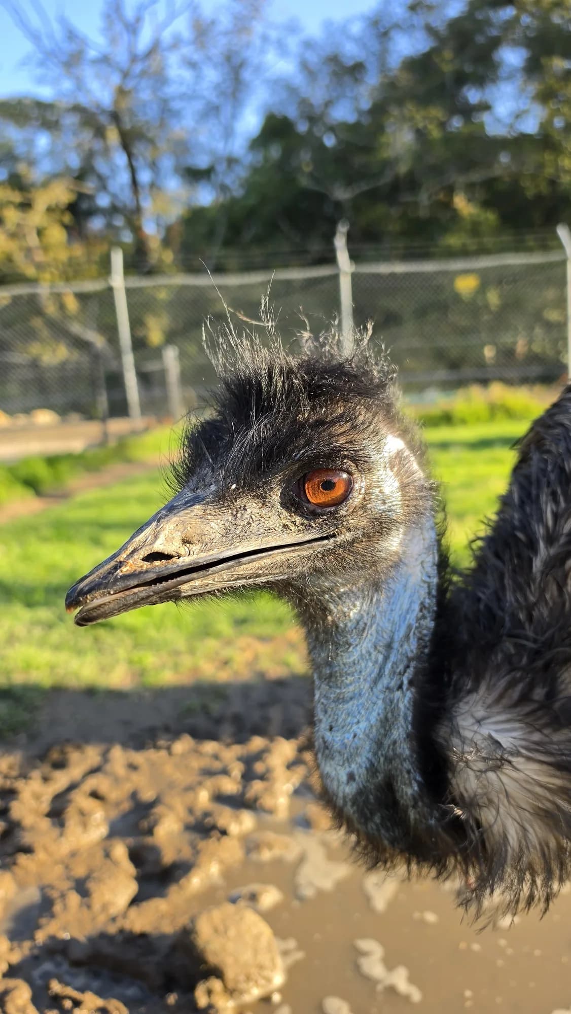 An emu walking across the grass at Symbio Wildlife Park
