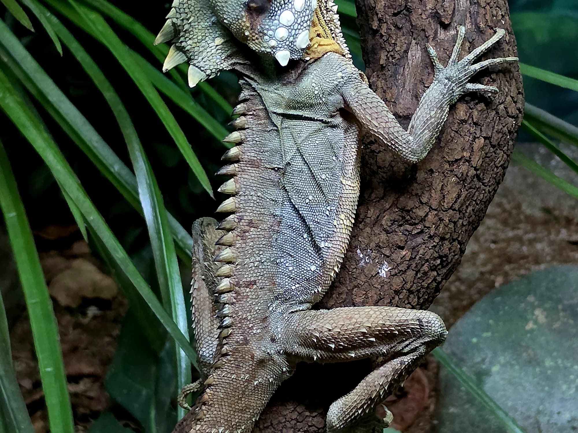 A water dragon basking in its enclosure at Symbio Wildlife Park