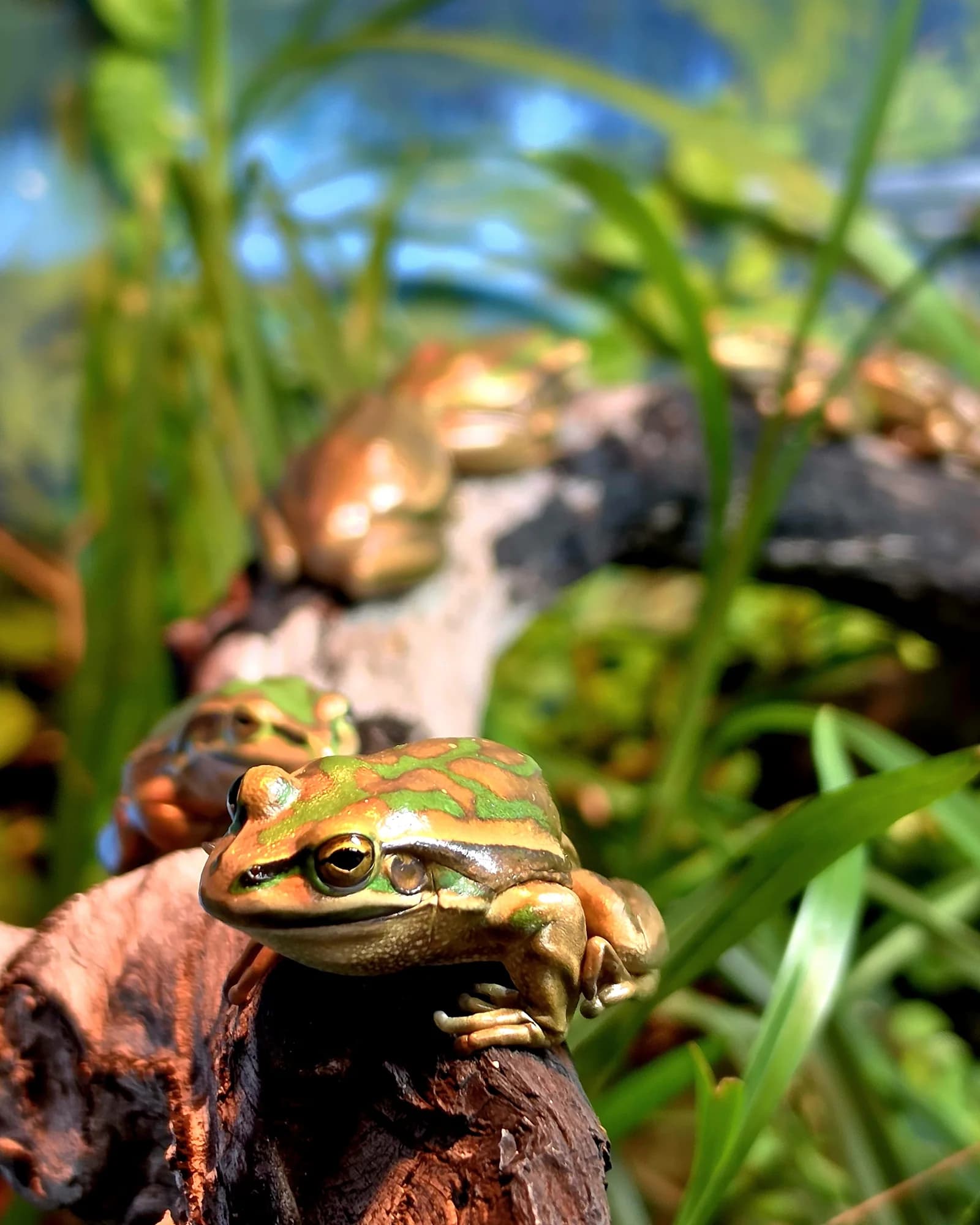 A green frog resting in its enclosure at Symbio Wildlife Park