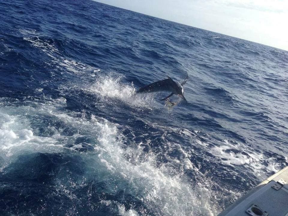 Five Island Charters photo 2